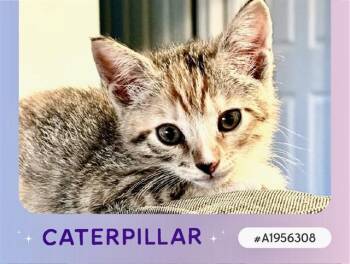 Domestic Short Hair Cats Available for Adoption in Tustin, California - CATERPILLAR | PetCurious