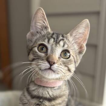 Gaye -  Domestic Short Hair Cat for Adoption in Oracle, Arizona - Gaye | PetCurious