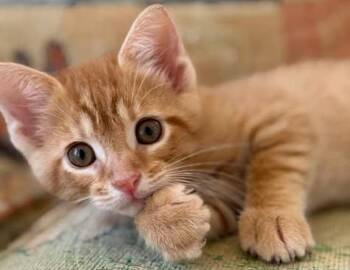 Franklin D -  Domestic Short Hair Cat for Adoption in Columbus, Indiana - Franklin D | PetCurious