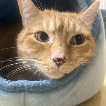 Seven -  Domestic Short Hair Cat for Adoption in Worcester, Massachusetts - Seven | PetCurious