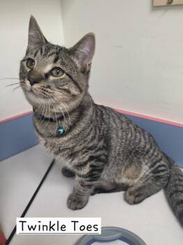 Twinkle Toes  (PIA) -  Domestic Short Hair Cat for Adoption in Metamora, Illinois - Twinkle Toes  (PIA) | PetCurious