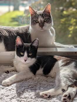 Domestic Short Hair Cats Available for Adoption in Monrovia, California - Zima | PetCurious