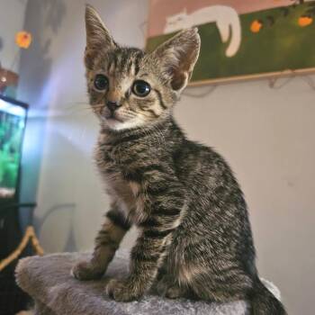 btn tabby -  Domestic Short Hair Cat for Adoption in Newport News, Virginia - Btn Tabby | PetCurious