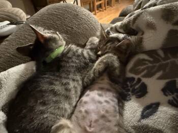 Athena -  Domestic Short Hair Cat for Adoption in Tracy, California - Athena | PetCurious