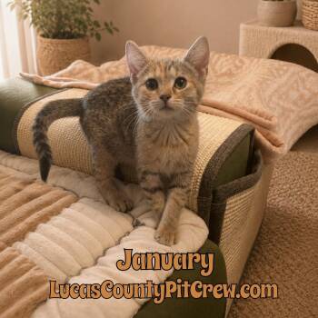 January -  Tabby and American Shorthair Cat for Adoption in Toledo, Ohio - January | PetCurious
