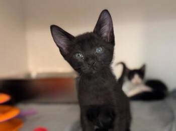 Storm -  Domestic Short Hair Cat for Adoption in Newberg, Oregon - Storm | PetCurious