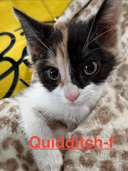 Quidditch 26 -  Calico and Domestic Short Hair Cat for Adoption in Brookhaven, Mississippi - Quidditch 26 | PetCurious