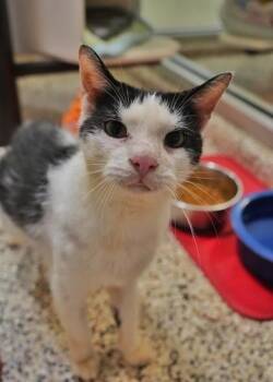 Star Fox 48093 -  Domestic Short Hair Cat for Adoption in Aiken, South Carolina - Star Fox 48093 | PetCurious