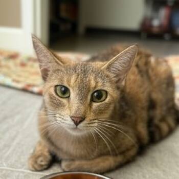 Rescue Domestic Short Hair Cats for Adoption in Brea, California - Majesty | PetCurious