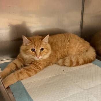 Creamsicle -  Domestic Medium Hair Cat for Adoption in Monroe, Louisiana - Creamsicle | PetCurious