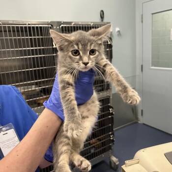 Selene -  Domestic Short Hair Cat for Adoption in Greensboro, North Carolina - Selene | PetCurious