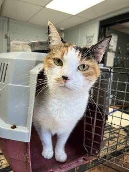 Rescue Domestic Short Hair Cats for Adoption in Chester, South Carolina - WANDA | PetCurious