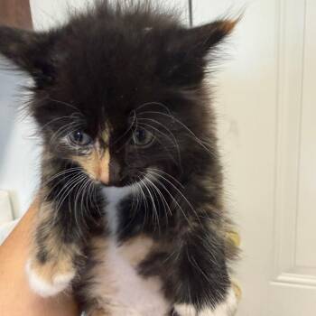 Chubs -  Domestic Short Hair Cat Available for Adoption in Floresville, Texas - Chubs | PetCurious