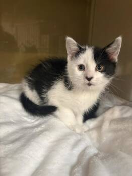 Domestic Short Hair Cats Available for Adoption in Yardley, Pennsylvania - Splotch | PetCurious