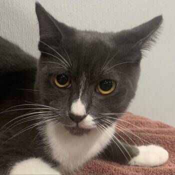 Domestic Short Hair Cats Available for Adoption in Clearwater, Florida - Henry | PetCurious