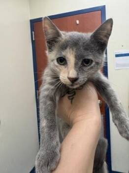 Tulip -  Domestic Short Hair Cat for Adoption in Charleston, South Carolina - Tulip | PetCurious