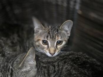 Domestic Short Hair Cats Available for Adoption in Antioch, California - FERN | PetCurious