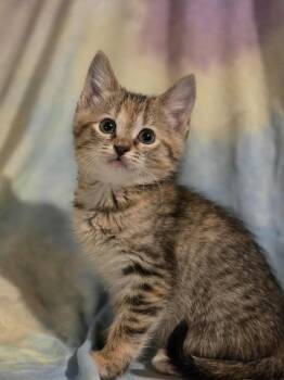 Rescue Domestic Short Hair Cats for Adoption in Albany, Wisconsin - Tea | PetCurious