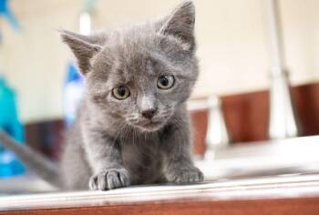 George Walton -  Domestic Short Hair Cat for Adoption in Monroe, Georgia - George Walton | PetCurious