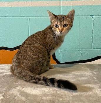 Rescue Domestic Short Hair Cats for Adoption in Red Wing, Minnesota - Cinnamon | PetCurious