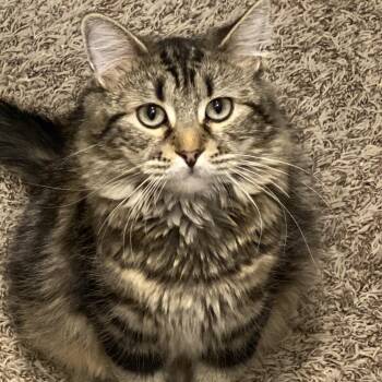 Honey U1220 -  Domestic Long Hair Cat for Adoption in Salt Lake City, Utah - Honey U1220 | PetCurious