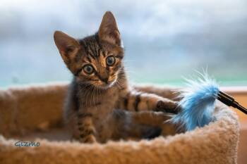 Gizmo -  Tabby and Domestic Short Hair Cat for Adoption in Magnolia Springs, Alabama - Gizmo | PetCurious