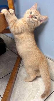 Rescue Domestic Short Hair Cats for Adoption in Cloquet, Minnesota - Dr. Krane | PetCurious