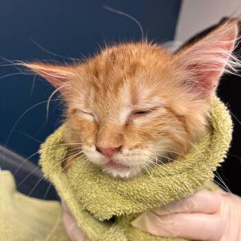 Zoey -  Domestic Medium Hair Cat for Adoption in Newark, New Jersey - Zoey | PetCurious