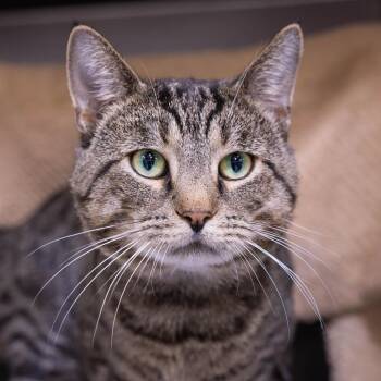 Hairy Pawter -  Domestic Short Hair Cat for Adoption in Mentor, Ohio - Hairy Pawter | PetCurious