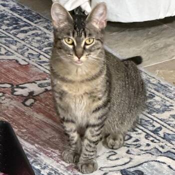 Compass -  Domestic Short Hair Cat for Adoption in Buffalo, Minnesota - Compass | PetCurious