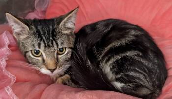 Rescue Domestic Short Hair Cats for Adoption in Fort Myers, Florida - Enid A2722682 | PetCurious