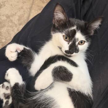 Cupid -  Domestic Short Hair Cat for Adoption in Temecula, California - Cupid | PetCurious
