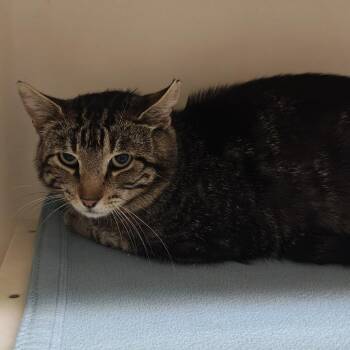 Lester -  Domestic Short Hair Cat for Adoption in Madison, Wisconsin - Lester | PetCurious