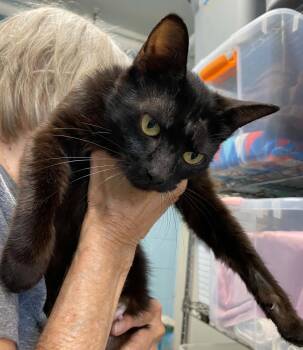 Brandywine - At shelter -  Domestic Short Hair Cat for Adoption in Rustburg, Virginia - Brandywine - At Shelter | PetCurious