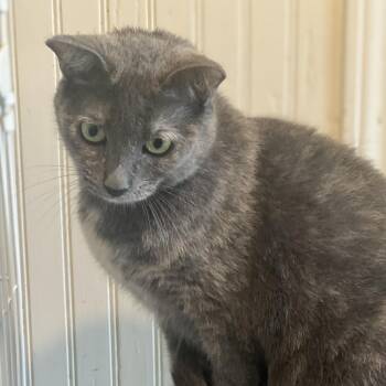 Rescue Domestic Short Hair Cats for Adoption in Atoka, Tennessee - Zoey - Shy | PetCurious