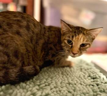 Rosaline + 5 -  Domestic Short Hair Cat for Adoption in Augusta, Georgia - Rosaline + 5 | PetCurious