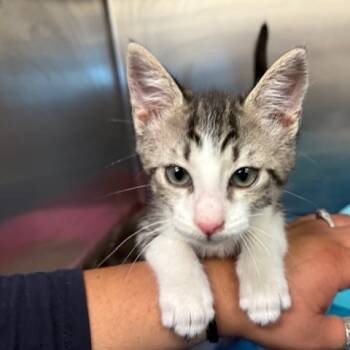Rescue Domestic Short Hair Cats for Adoption in Los Angeles, California - JC Chasez | PetCurious