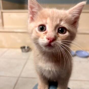 Branch -  Domestic Short Hair Cat Available for Adoption in Chattanooga, Tennessee - Branch | PetCurious