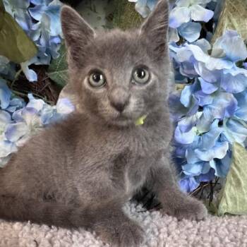 Caley -  Domestic Short Hair Cat for Adoption in Toms River, New Jersey - Caley | PetCurious