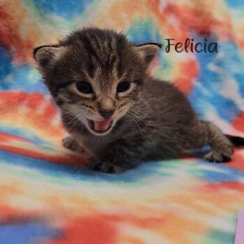 Felicia -  Domestic Short Hair Cat for Adoption in Parkersburg, West Virginia - Felicia | PetCurious