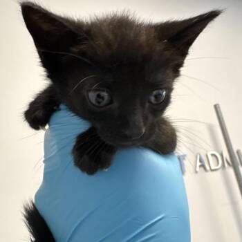 Silvermist -  Domestic Short Hair Cat for Adoption in West Palm Beach, Florida - Silvermist | PetCurious