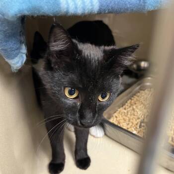 Isbeth -  Bombay and Domestic Short Hair Cat for Adoption in Clarksville, Virginia - Isbeth | PetCurious