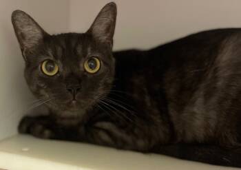 Rescue Domestic Short Hair Cats for Adoption in Neosho, Missouri - Baby | PetCurious