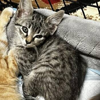 Garnet  in Baltimore, MD -  Domestic Short Hair Cat Available for Adoption - Garnet  In Baltimore, MD | PetCurious