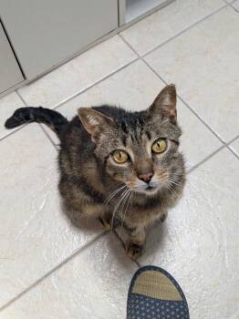 Rescue Domestic Short Hair and Tabby Cats for Adoption - Felix | PetCurious