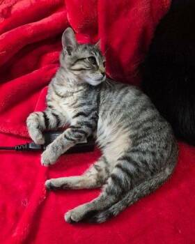 George -  Domestic Short Hair Cat for Adoption in Williamsport, Pennsylvania - George | PetCurious