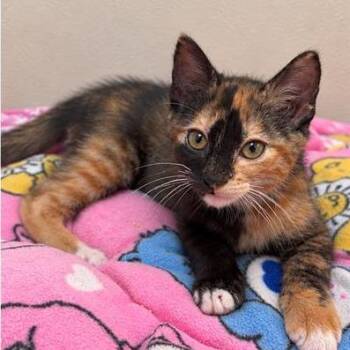 Jade -  Domestic Short Hair Cat for Adoption in Hawthorne, California - Jade | PetCurious