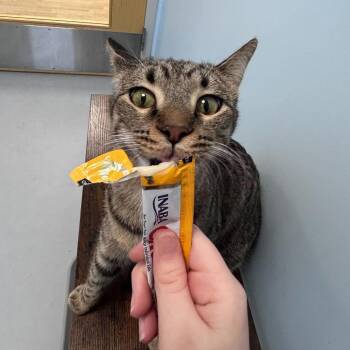 Domestic Short Hair Cats Available for Adoption - Inky | PetCurious