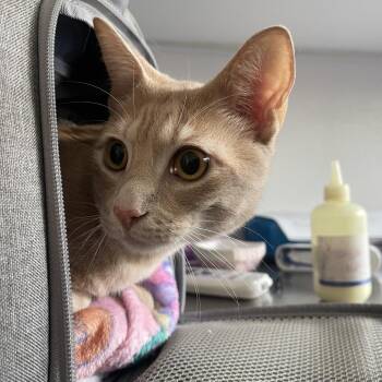 Domestic Short Hair Cats Available for Adoption in Clearwater, Florida - Teddy | PetCurious
