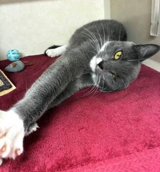 Yelena -  Domestic Short Hair Cat for Adoption in Elmsford, New York - Yelena | PetCurious